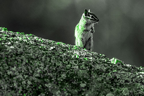 Chipmunk Standing Atop Sloping Fungi Rock (Green Tone Photo)