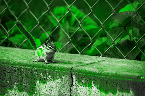 Chipmunk Walking Along Wet Concrete Wall (Green Tone Photo)