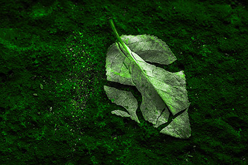 Chipped Leaf Face Rests Atop Pavement (Green Tone)