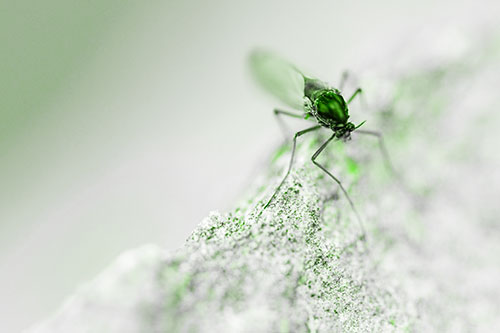 Chironomid Midge Fly Standing Along Rock Edge (Green Tone Photo)