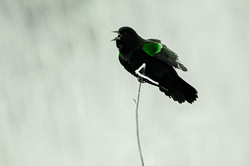 Chirping Red Winged Blackbird Atop Snowy Branch (Green Tone Photo)