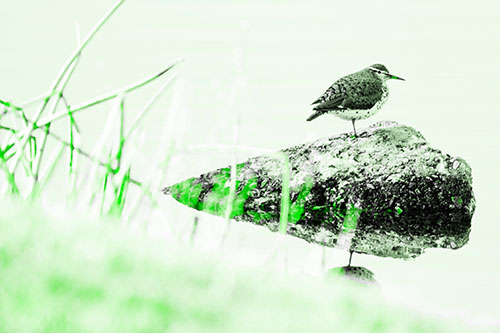 Chubby Dunlin Bird Standing Atop Lake Rock (Green Tone Photo)