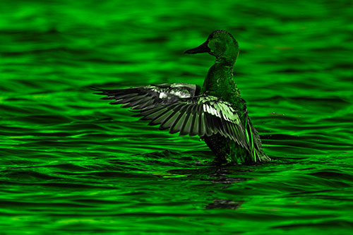 Cinnamon Teal Duck Flaps Wings Among Lake (Green Tone)