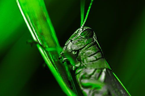 Climbing Grasshopper Crawls Upward (Green Tone Photo)