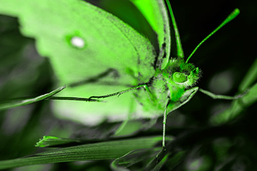 Cloudless Sulphur Butterfly Taking Stance (Green Tone)