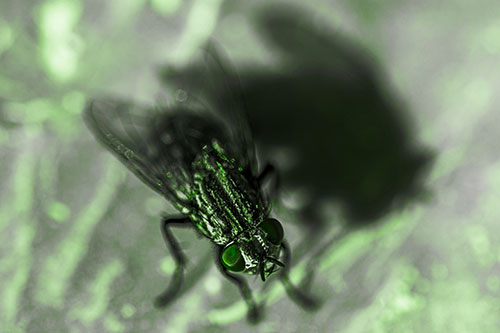 Cluster Fly Casting Shadow Among Sunlight (Green Tone Photo)