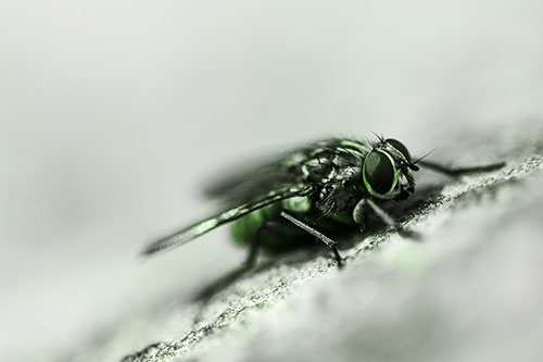 Cluster Fly Perched Among Rock Surface (Green Tone Photo)