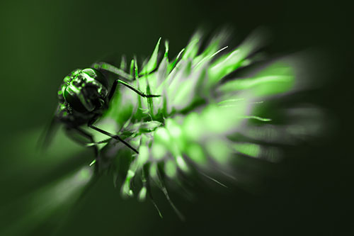 Cluster Fly Rides Plant Top Among Wind (Green Tone Photo)