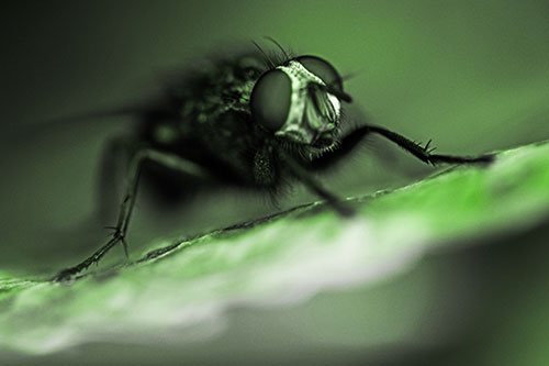 Cluster Fly Standing Atop Dead Sloping Autumn Leaf (Green Tone Photo)