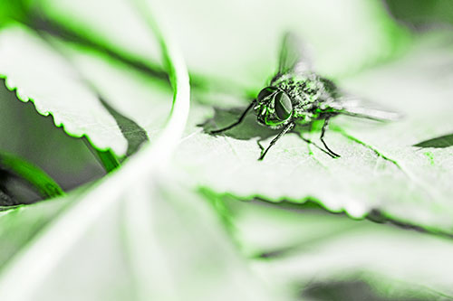 Cluster Fly Standing Atop Stacked Intersecting Leaves (Green Tone)