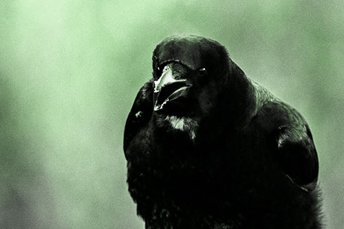 Cold Snow Beak Crow Cawing (Green Tone Photo)