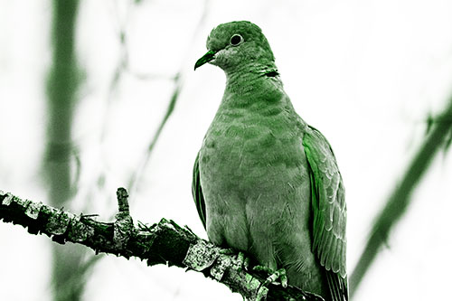 Collared Dove Perched Atop Peeling Tree Branch (Green Tone Photo)