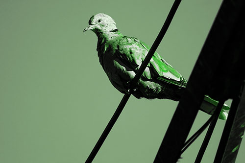 Collared Dove Perched Atop Wire (Green Tone Photo)