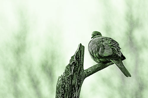 Collared Dove Sitting Atop Broken Tree (Green Tone)