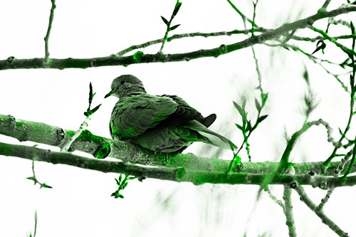 Collared Dove Sitting Atop Tree Branch (Green Tone Photo)