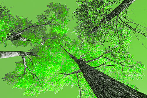 Colorful Towering Autumn Trees Among Clear Sky (Green Tone)