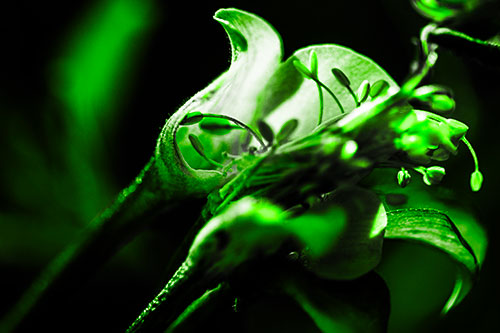 Columbine Flower Face Embracing Sunlight (Green Tone)