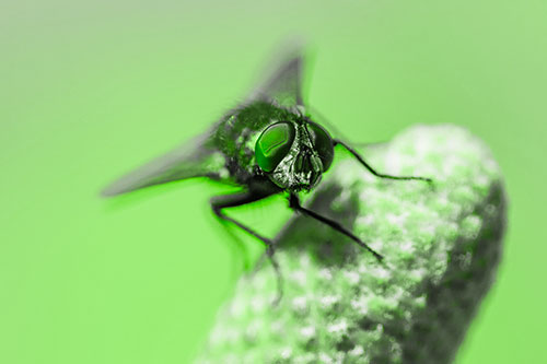 Confused Blow Fly Tilts Head Atop Coneflower (Green Tone)