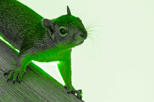 Confused Head Tilting Squirrel Standing Along Wooden Pole (Green Tone)