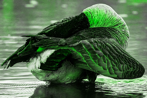 Contorting Canadian Goose Playing Peekaboo (Green Tone Photo)