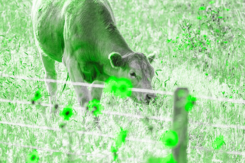 Cow Snacking On Grass Behind Fence (Green Tone)