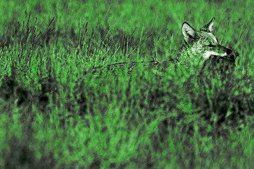 Coyote Running Through Tall Grass (Green Tone Photo)