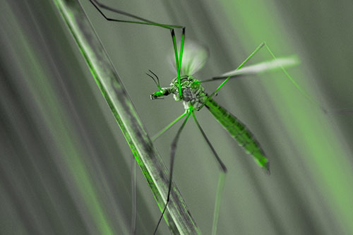 Crane Fly Clinging Ahold To Grass Blade (Green Tone)