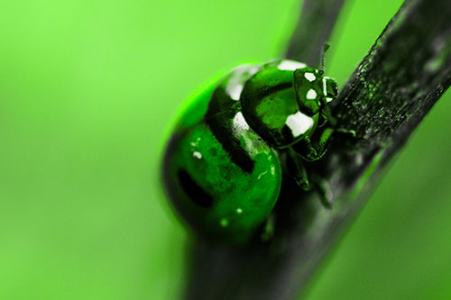 Crawling Ladybug Climbing Up Plant Stem (Green Tone Photo)