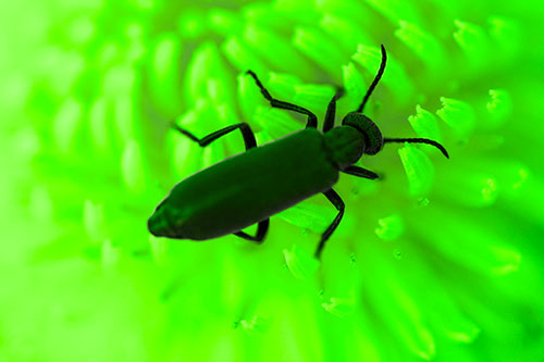 Crawling Oedemera Beetle Searching Atop Dandelion (Green Tone)