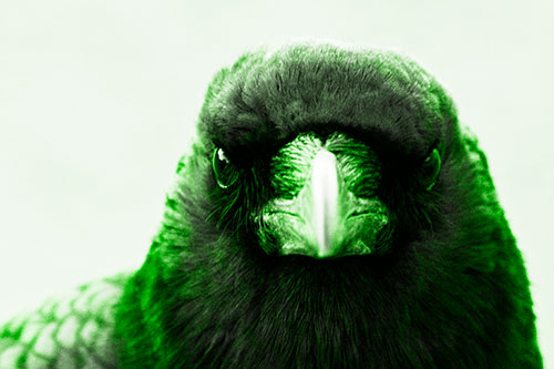 Creepy Close Eye Contact With A Crow (Green Tone Photo)