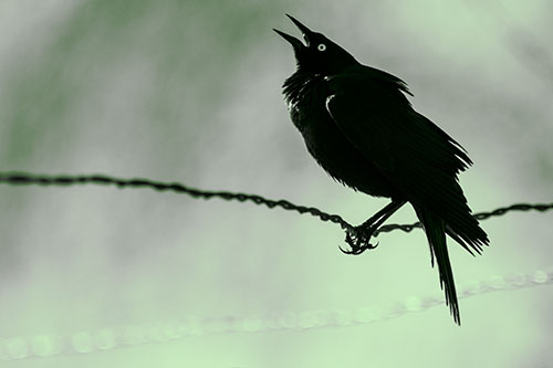 Croaking Grackle Balances Atop Fence Wire (Green Tone Photo)