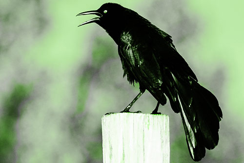Croaking Great Tailed Grackle Perched Atop Wooden Post (Green Tone)