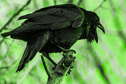 Croaking Raven Perched Atop Broken Tree Branch (Green Tone Photo)