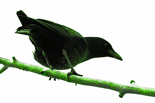 Crouching Crow Peeking Below Thick Tree Branch (Green Tone Photo)