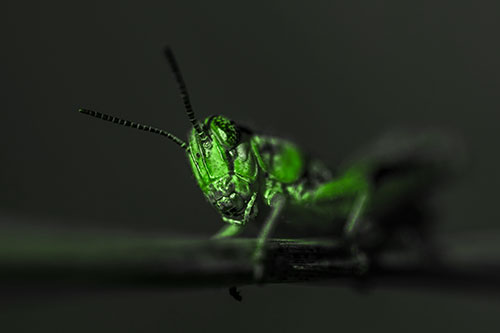 Crouching Grasshopper Gripping Onto Grass Blade (Green Tone)