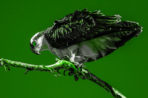 Crouching Osprey Hawk Looking Below Shredded Tree Branch (Green Tone)