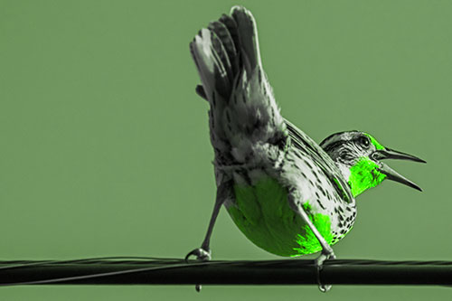 Crouching Western Meadowlark Singing Towards Sunlight (Green Tone)