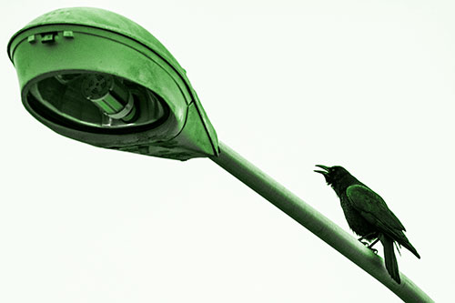 Crow Cawing Atop Sloping Light Pole (Green Tone Photo)