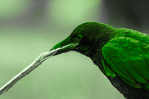 Crow Clamping Ahold Flattened Coffee Cup (Green Tone Photo)