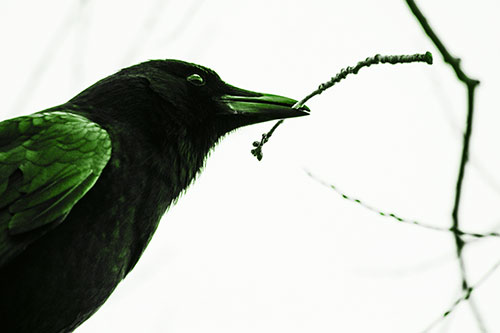Crow Clasping Stick Among Tree Branches (Green Tone Photo)