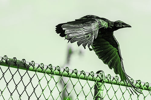 Crow Flying Over Chain Link Fence (Green Tone)