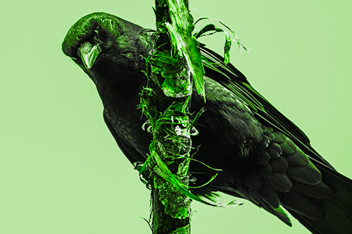 Crow Glaring Downward Atop Peeling Tree Branch (Green Tone Photo)