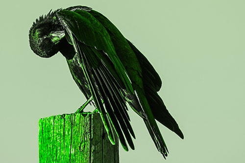 Crow Grooming Wing Atop Wooden Post (Green Tone Photo)