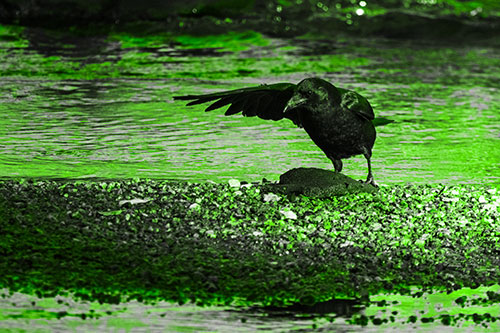 Crow Pointing Upstream Using Wing (Green Tone Photo)