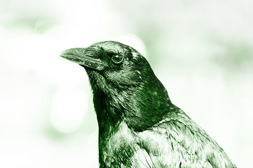 Crow Posing For Headshot (Green Tone Photo)