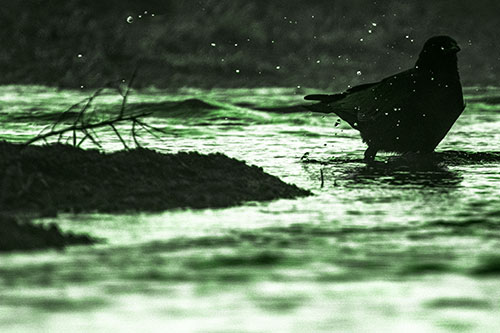 Crow Splashing River Water (Green Tone Photo)