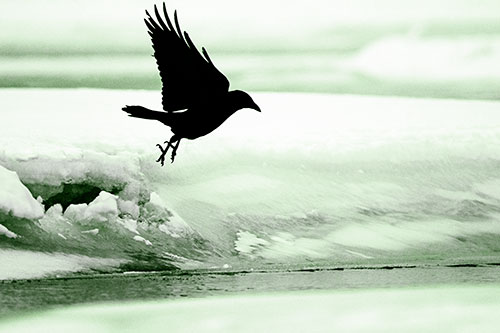 Crow Taking Flight Off Icy Shoreline (Green Tone Photo)
