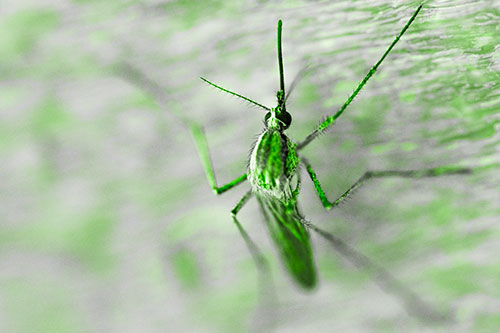 Culex Pipien Mosquito Resting Vertically (Green Tone Photo)