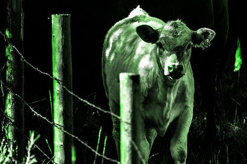 Curious Cow Calf Making Eye Contact (Green Tone Photo)