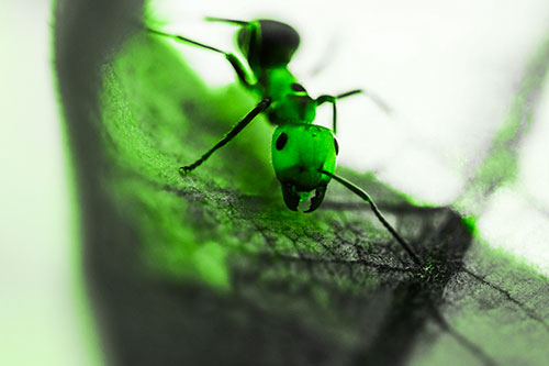 Curious Fire Ant Spreads Mandibles Among Sloping Milkweed Leaf (Green Tone)
